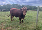 FullBlood, 3 Year Old Bull “Chief”