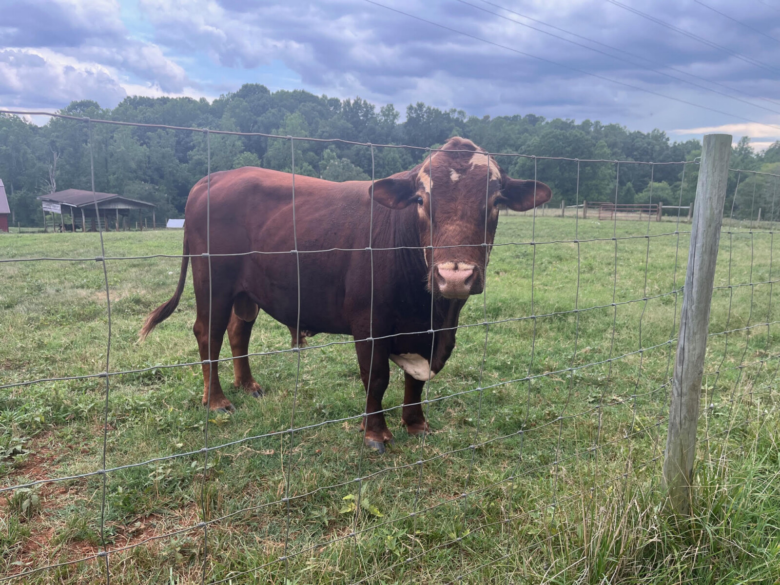 FullBlood, 3 Year Old Bull “Chief”
