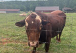 FullBlood, 3 Year Old Bull “Chief”