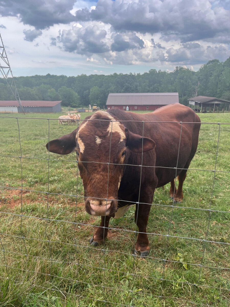 FullBlood, 3 Year Old Bull “Chief”
