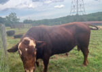 FullBlood, 3 Year Old Bull “Chief”