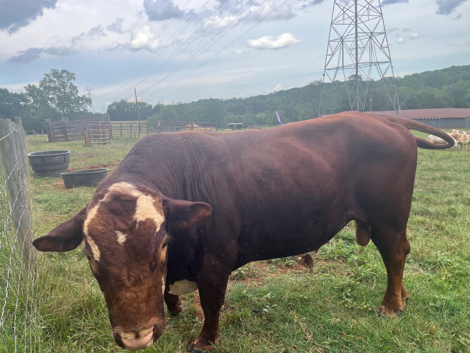 FullBlood, 3 Year Old Bull “Chief”