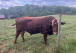 FullBlood, 3 Year Old Bull “Chief”