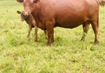 Percentage Cow/Calf Pair