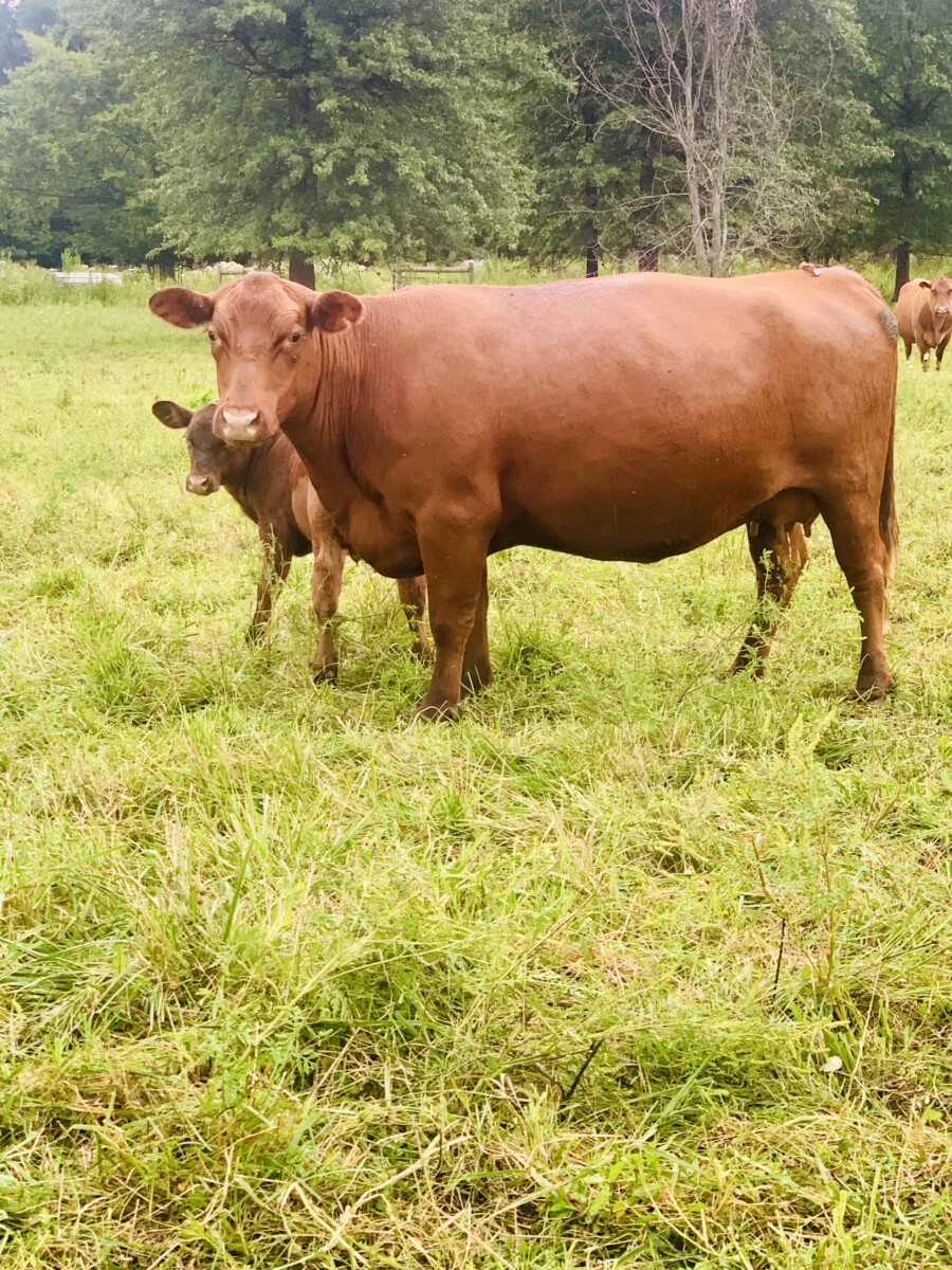 Percentage Cow/Calf Pair