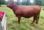 Percentage Heifer