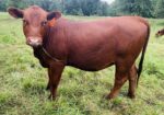 Percentage Heifer