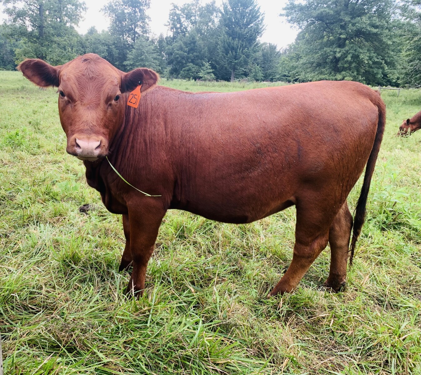 Percentage Heifer