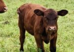 Percentage Cow/Calf Pair