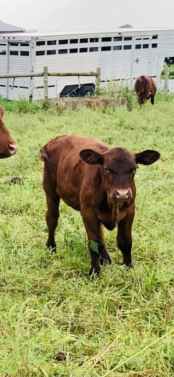 Percentage Cow/Calf Pair