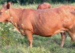 Fall bred cows