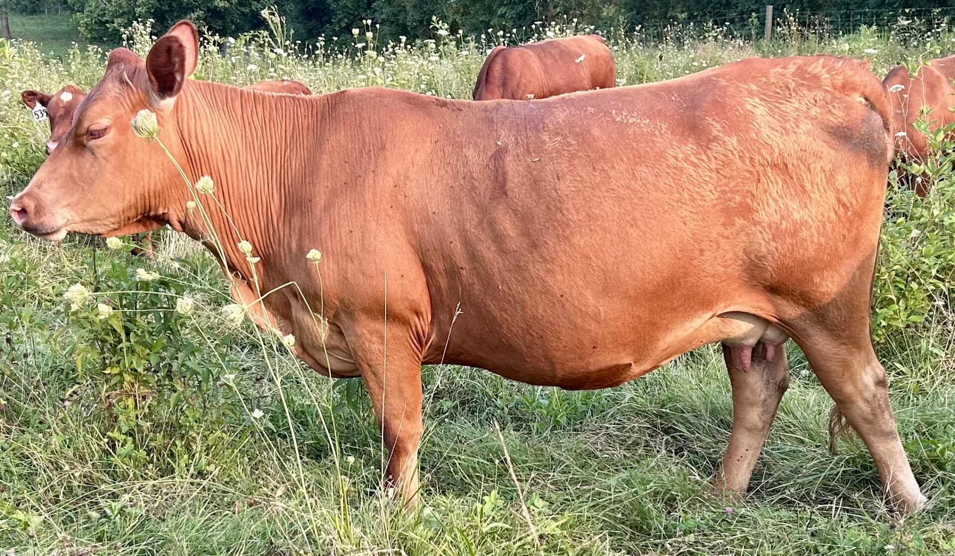 Fall bred cows
