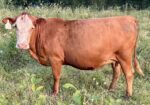 Fall bred cows
