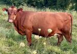 Fall bred cows