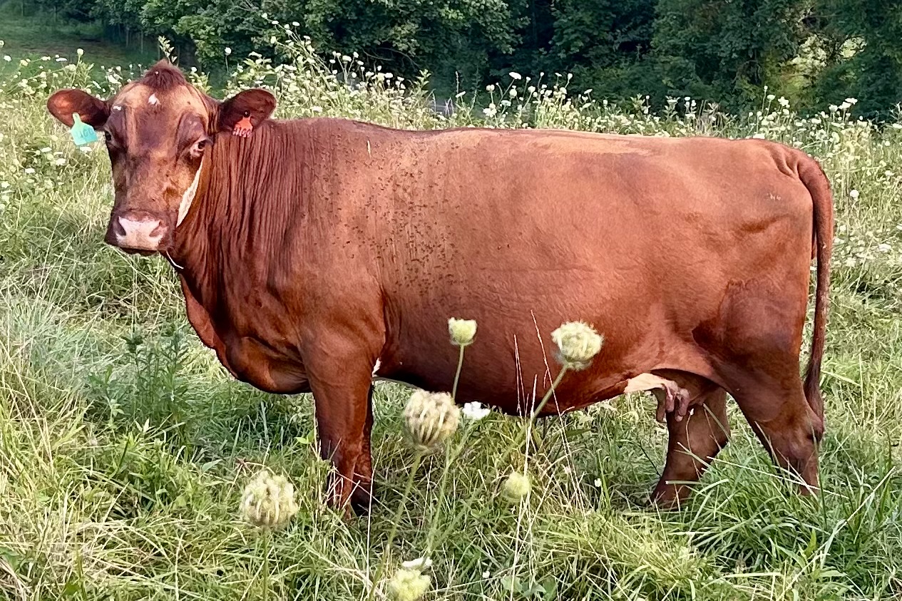 Fall bred cows