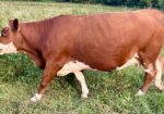 Fall bred cows