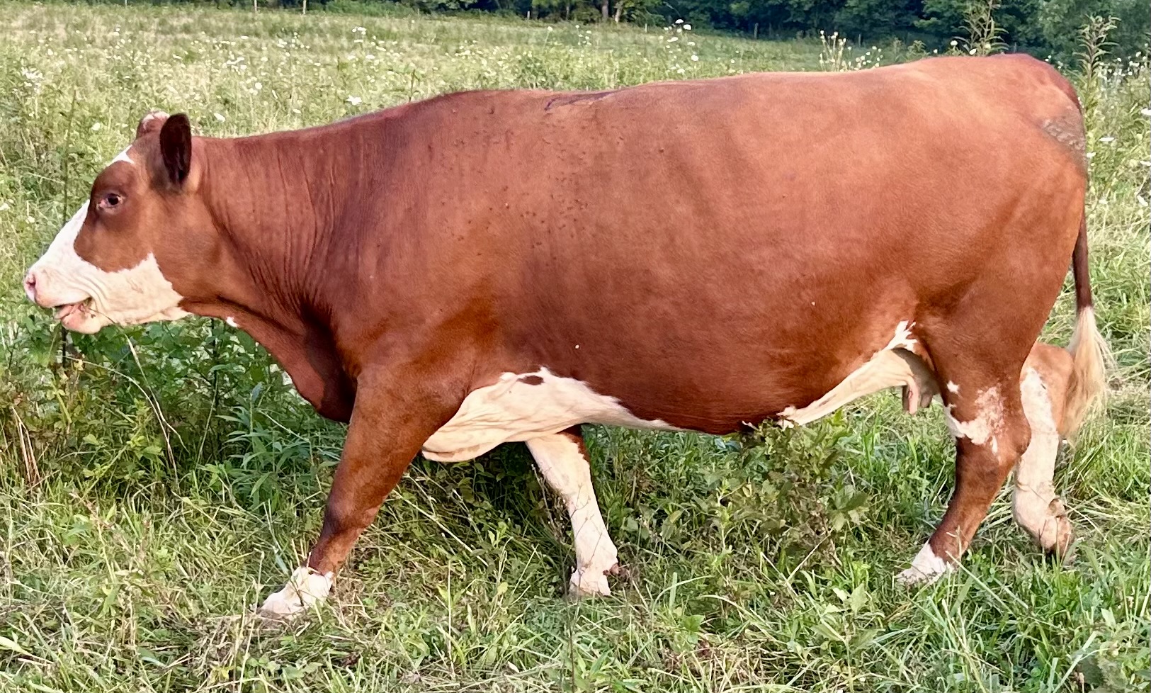 Fall bred cows