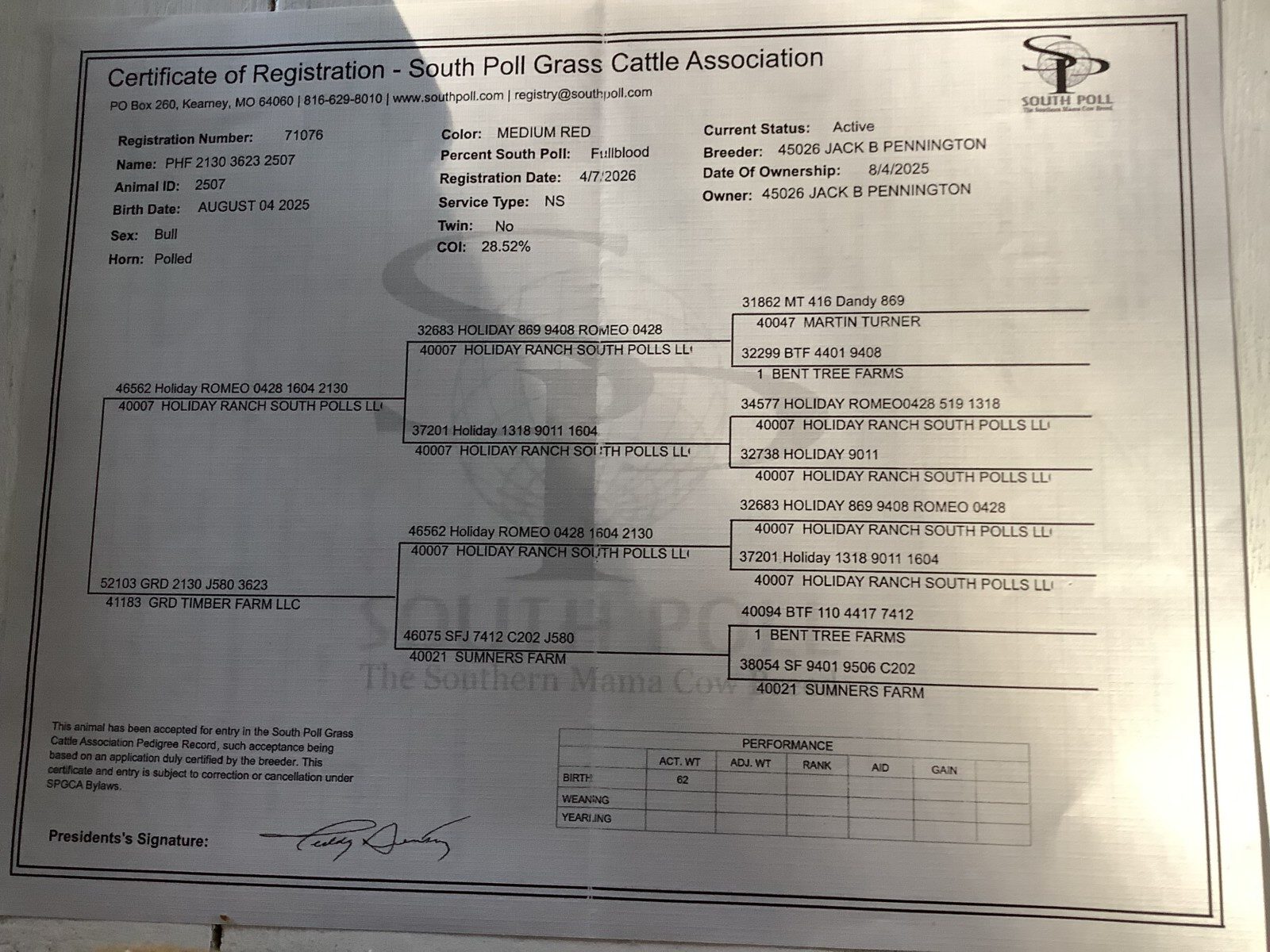 Full Blood South Poll Bull