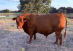 4-Year Old Herd Bull