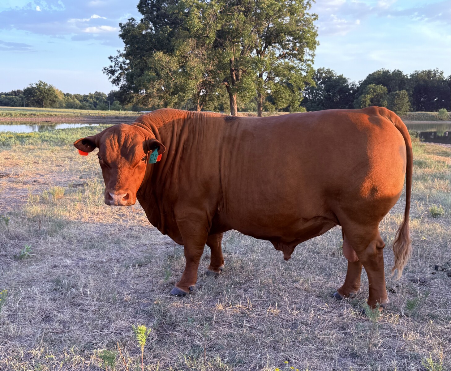 4-Year Old Herd Bull