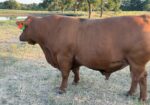 4-Year Old Herd Bull