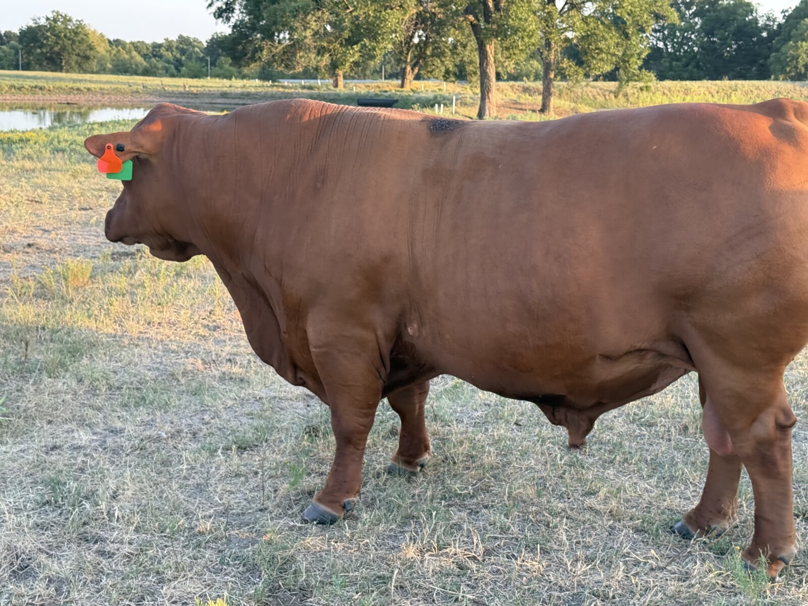 4-Year Old Herd Bull