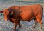 Purebred South Poll Bull