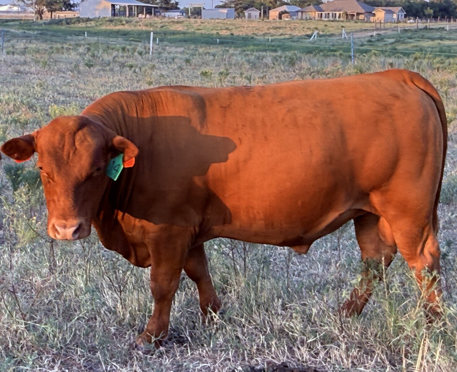 Purebred South Poll Bull