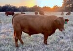 Purebred South Poll Bull