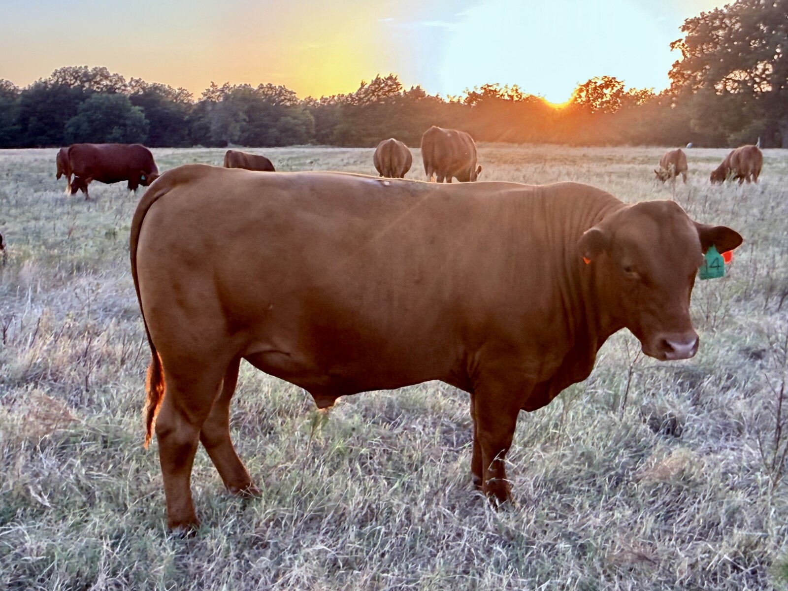 Purebred South Poll Bull