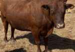 FULLBLOOD HERD SIRE 4 YR OLD Tag # T154. Reg # 48051