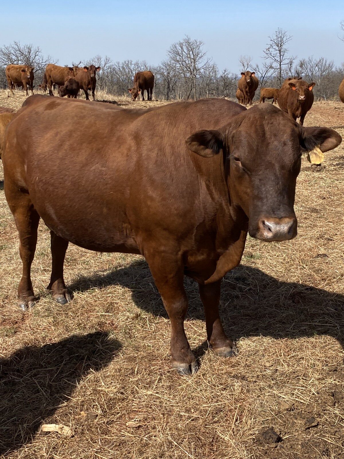 FULLBLOOD HERD SIRE 4 YR OLD Tag # T154. Reg # 48051