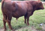 Full Blood Bull. 18 month old. Strong bloodlines. Call (501) 733-4346. The Hollow & The Hyte Farms