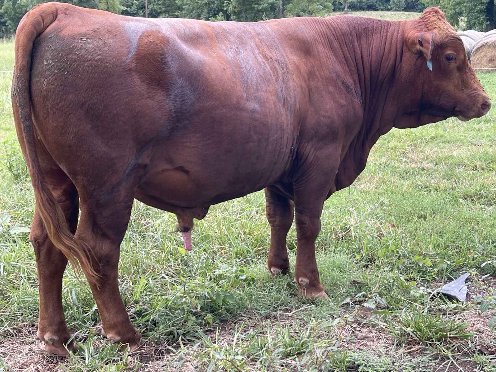 Full Blood Bull. 18 month old. Strong bloodlines. Call (501) 733-4346. The Hollow & The Hyte Farms