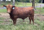 Full Blood Bull. 18 month old. Strong bloodlines. Call (501) 733-4346. The Hollow & The Hyte Farms