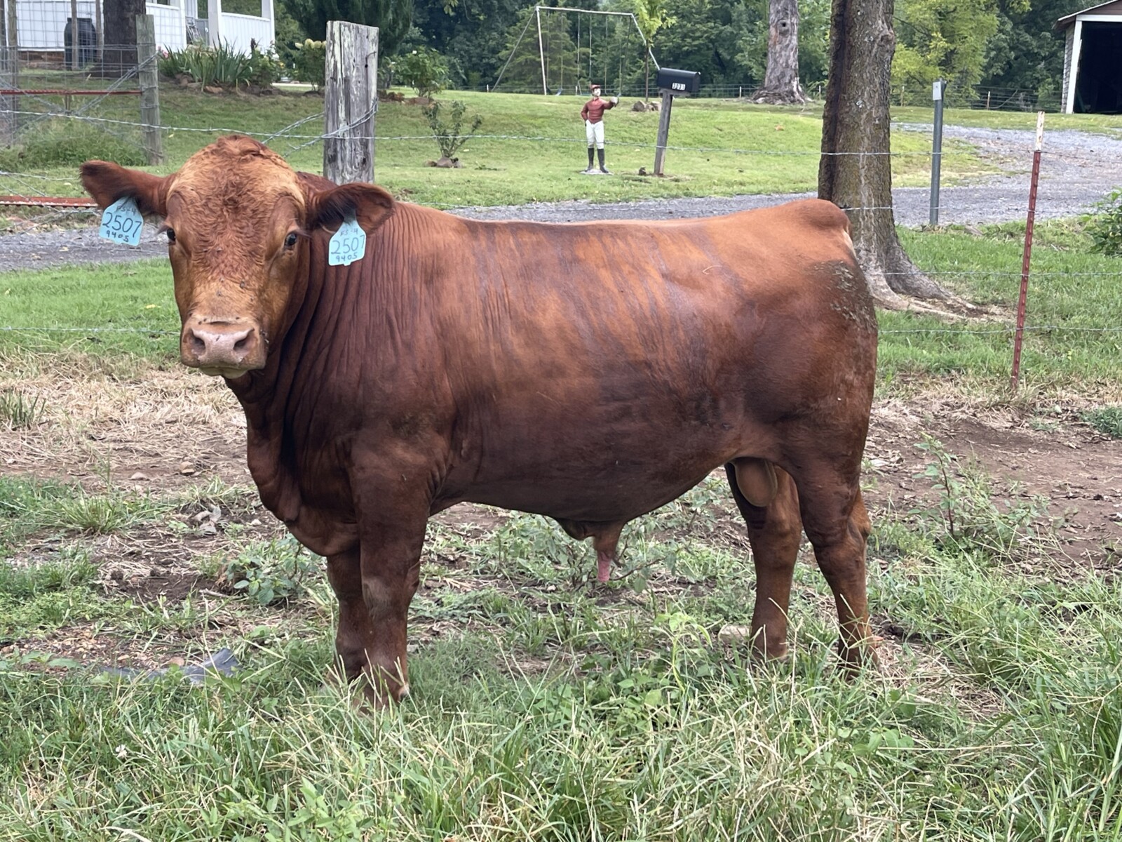 Full Blood Bull. 18 month old. Strong bloodlines. Call (501) 733-4346. The Hollow & The Hyte Farms