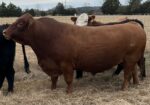 Full Blood South Poll Bull