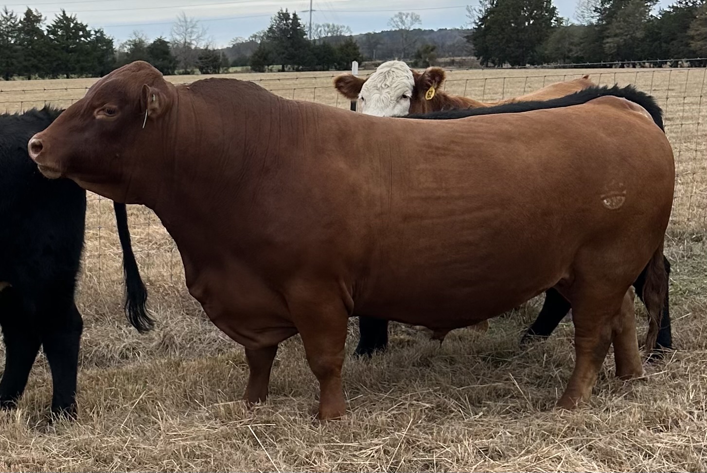 Full Blood South Poll Bull
