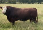 5 YO, Proven, Registered, Full Blood Bull.