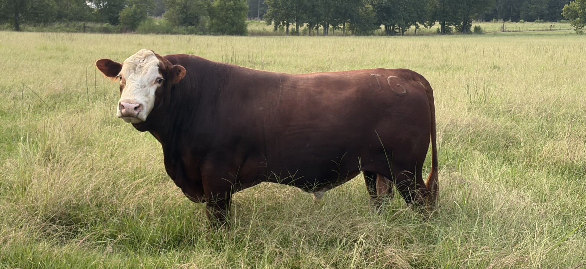 5 YO, Proven, Registered, Full Blood Bull.