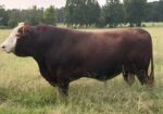 5 YO, Proven, Registered, Full Blood Bull.
