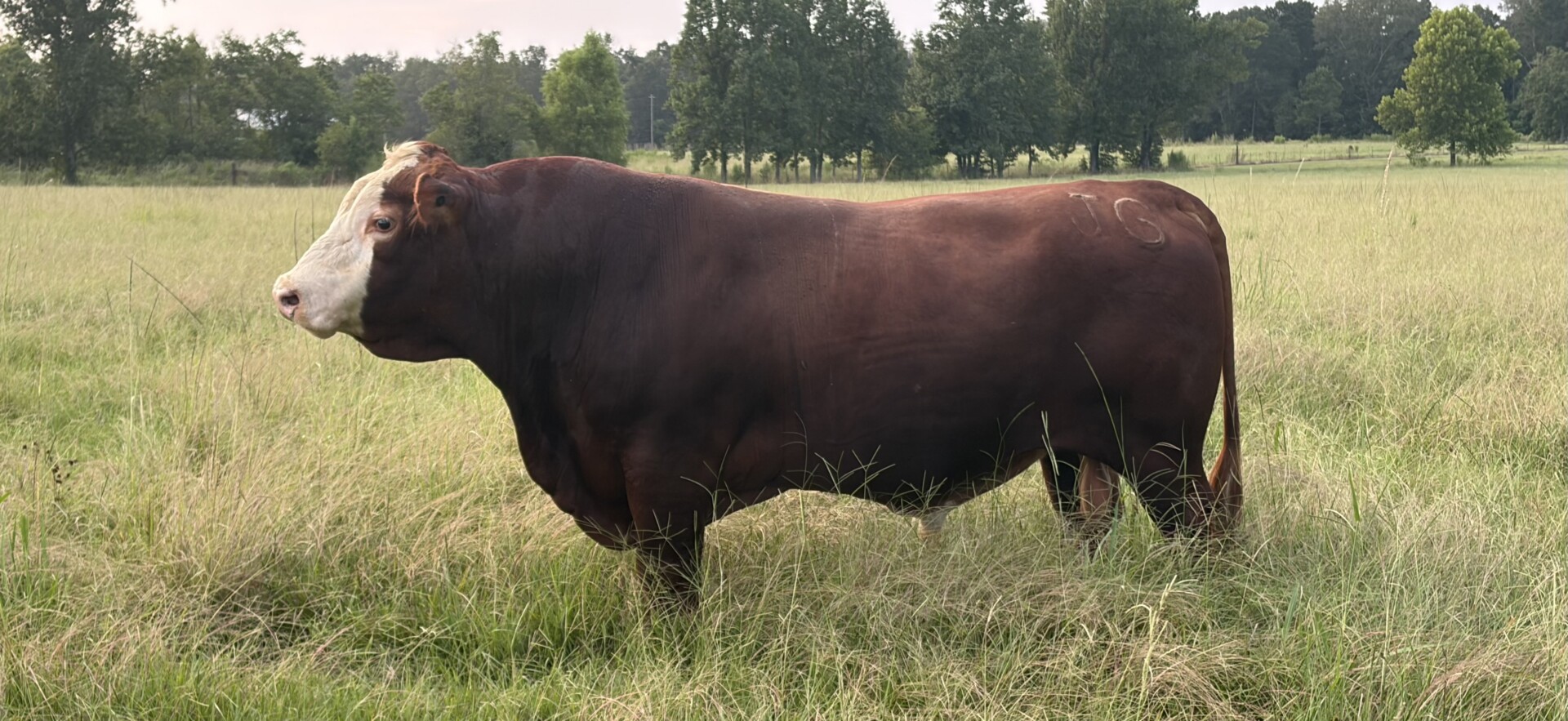 5 YO, Proven, Registered, Full Blood Bull.