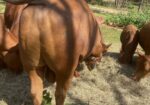 FULLBLOOD HERD SIRE 4 YR OLD Tag # T154. Reg # 48051
