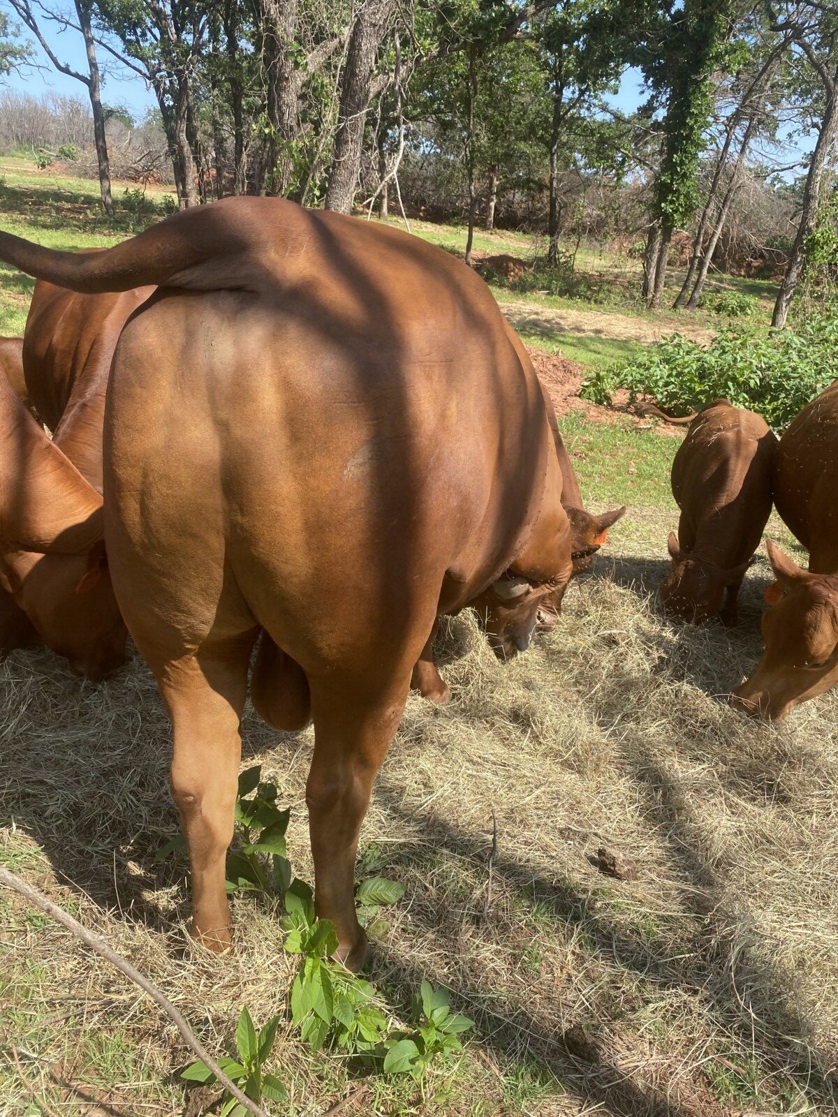 FULLBLOOD HERD SIRE 4 YR OLD Tag # T154. Reg # 48051