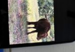 Full Blood South Poll Bull