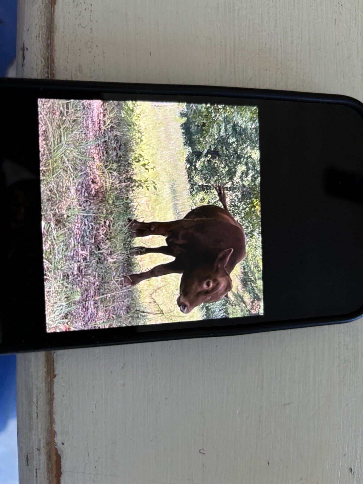 Full Blood South Poll Bull