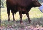 Full Blood South Poll Bull
