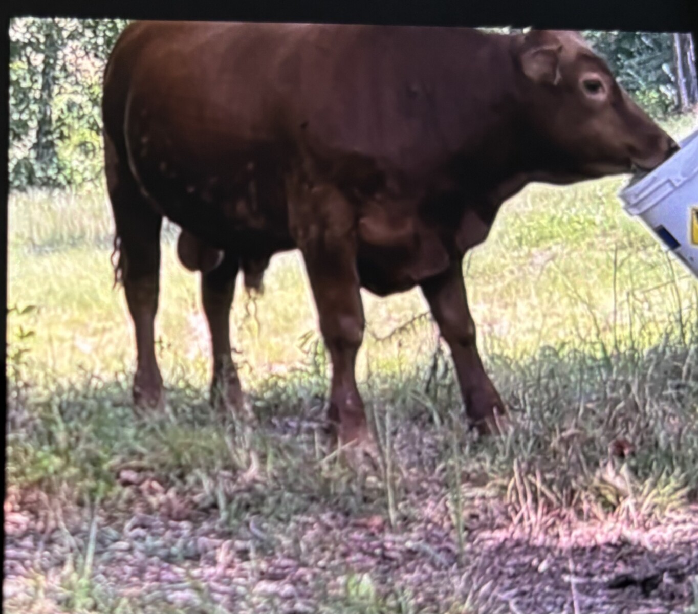 Full Blood South Poll Bull