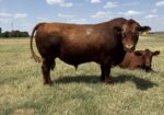 PUREBRED SOUTH POLL BULL