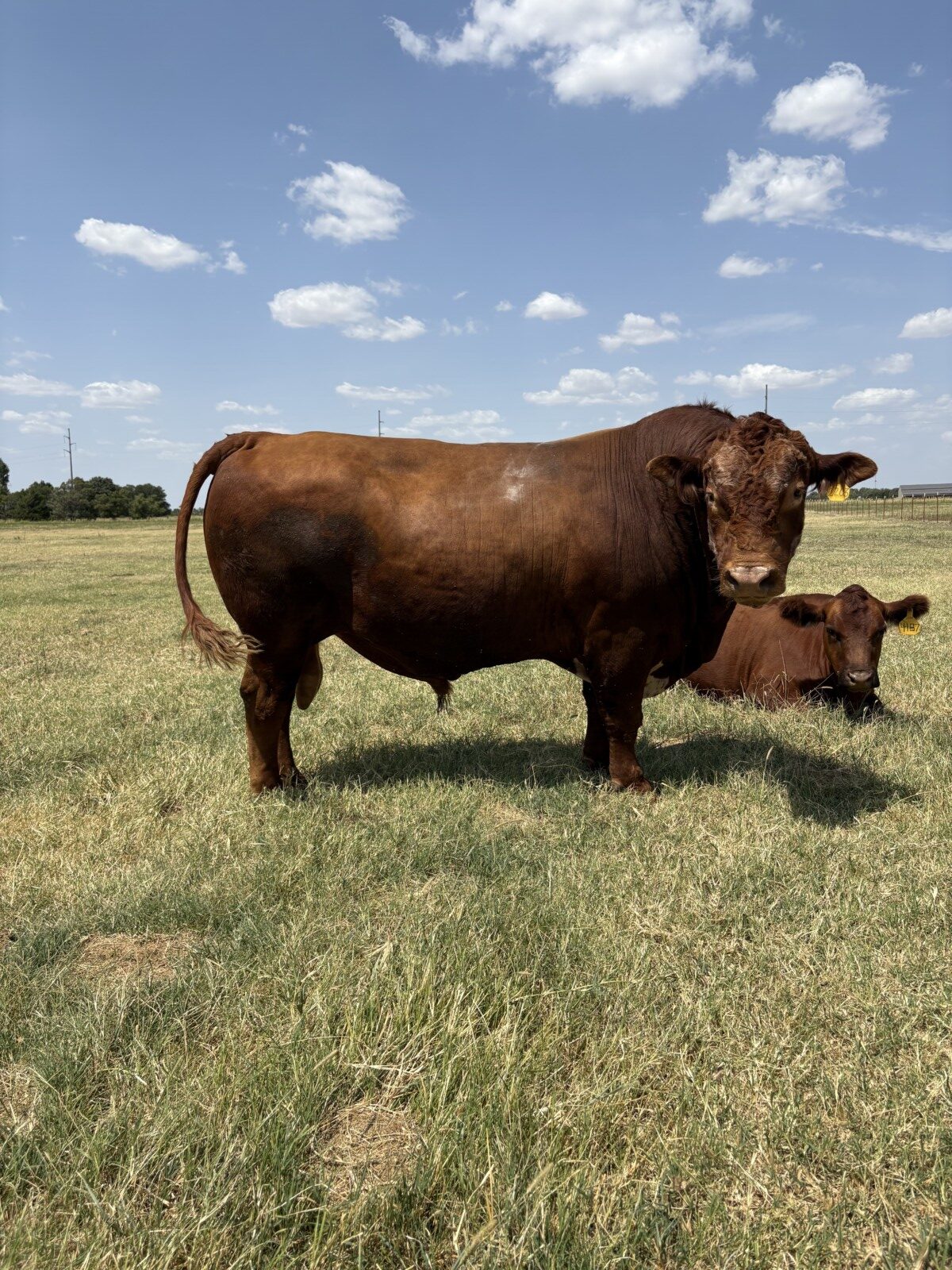 PUREBRED SOUTH POLL BULL